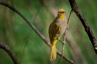 Bulbul prouzkohrdly - Pycnonotus finlaysoni - Stripe-throated Bulbul o8301